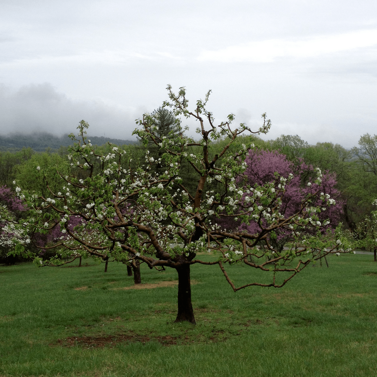 Bare Root Hewes Crab Apple Tree (Malus cv.) - Shop-orias