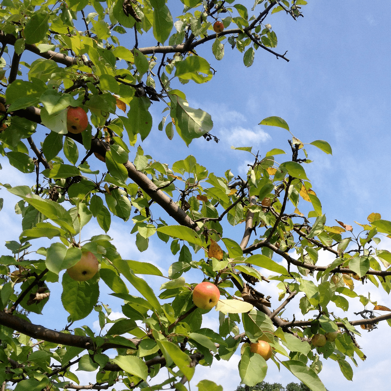 Bare Root Hewes Crab Apple Tree (Malus cv.) - Shop-orias