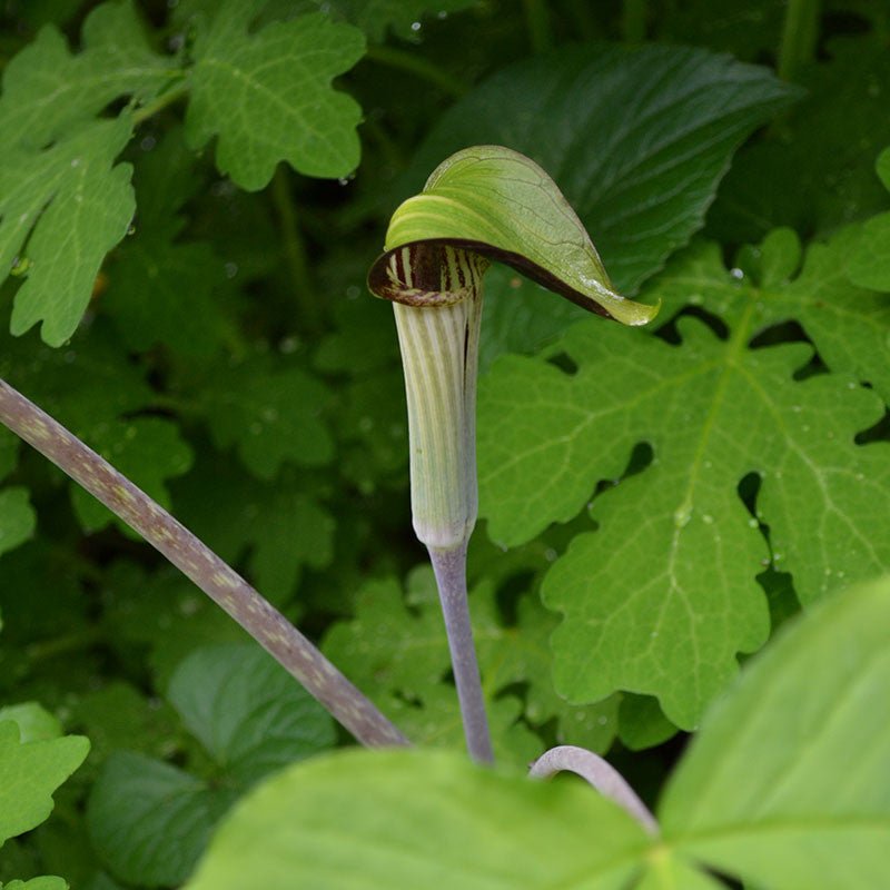 Bare Root Jack in the Pulpit (Arisaema triphyllum) - Shop-orias