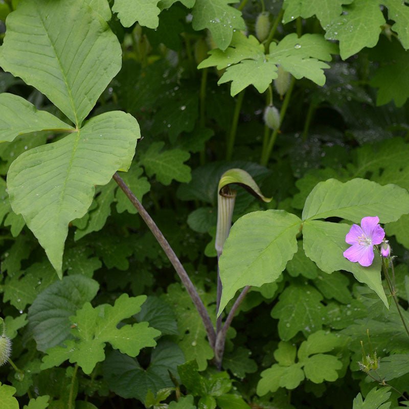 Bare Root Jack in the Pulpit (Arisaema triphyllum) - Shop-orias