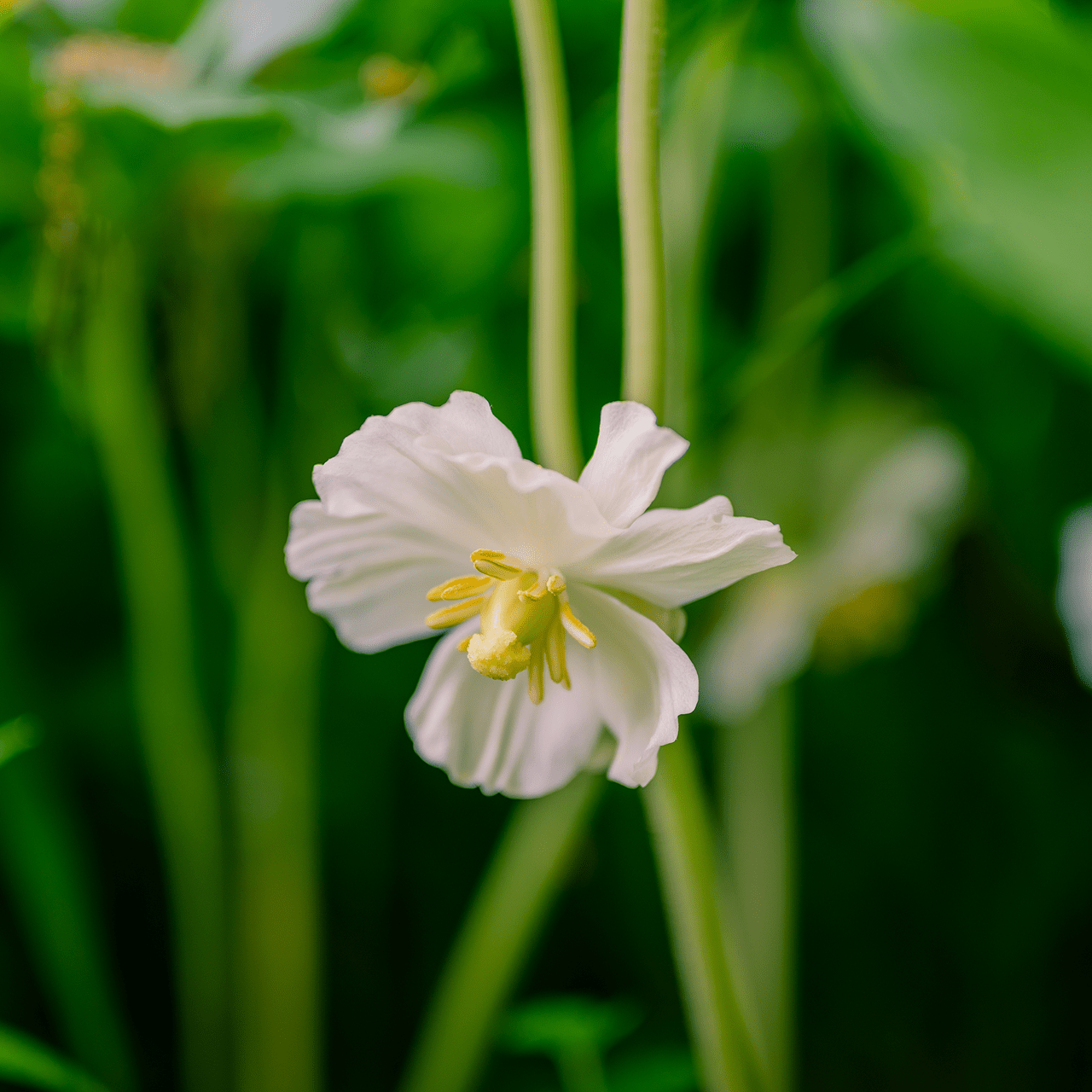 Bare Root May Apple (Podophyllum peltatum) - Shop-orias