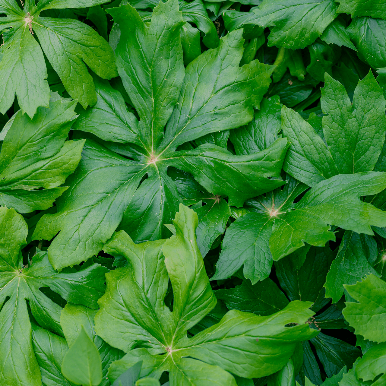 Bare Root May Apple (Podophyllum peltatum) - Shop-orias