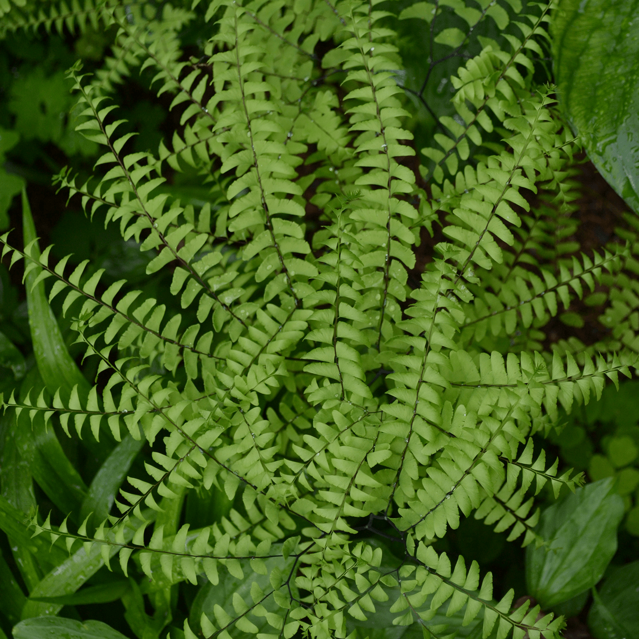 Bare Root Northern Maidenhair Fern (Adiantum pedatum) - Shop-orias