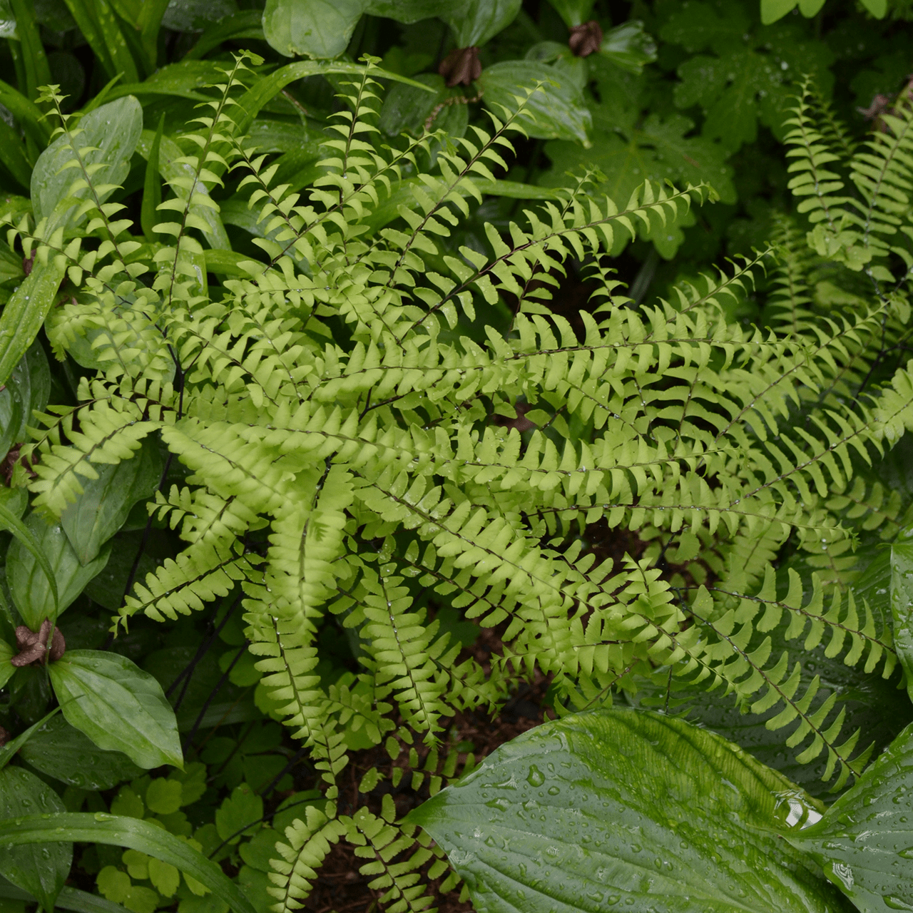 Bare Root Northern Maidenhair Fern (Adiantum pedatum) - Shop-orias