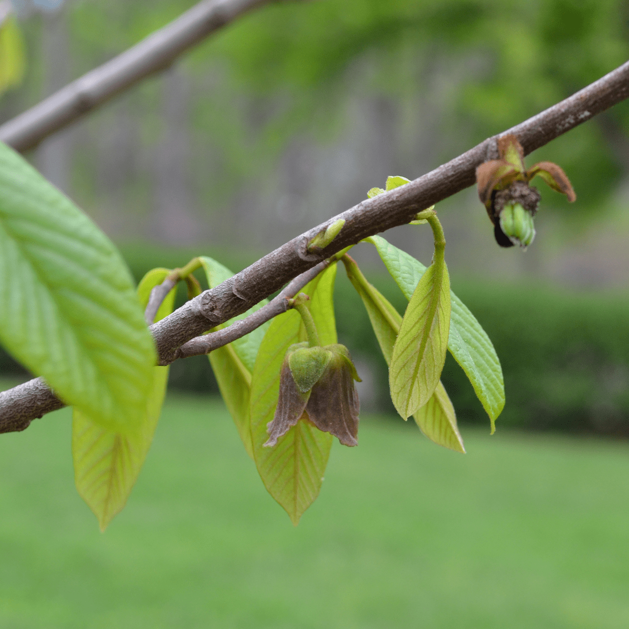 Bare Root Pawpaw (Asimina triloba) - Shop-orias