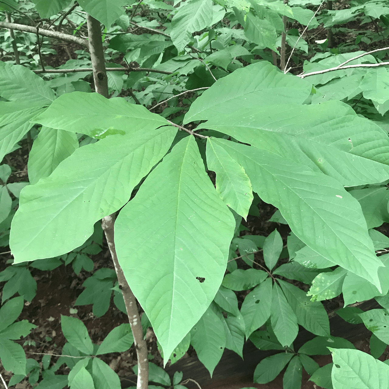Bare Root Pawpaw (Asimina triloba) - Shop-orias