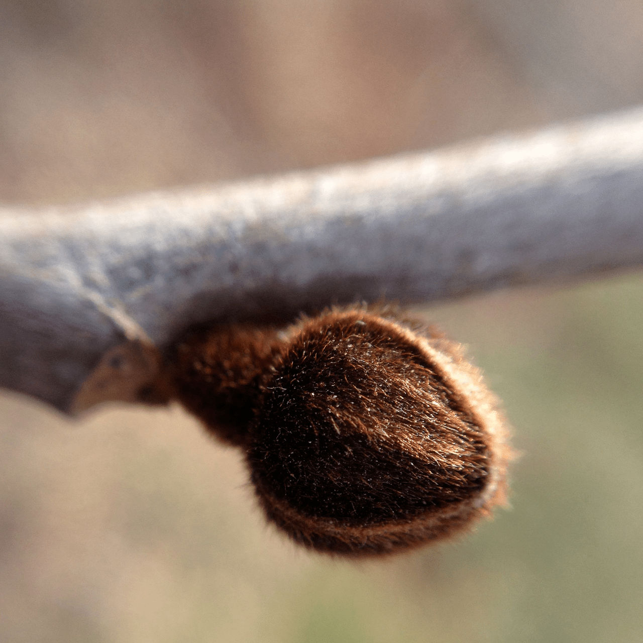 Bare Root Pawpaw (Asimina triloba) - Shop-orias