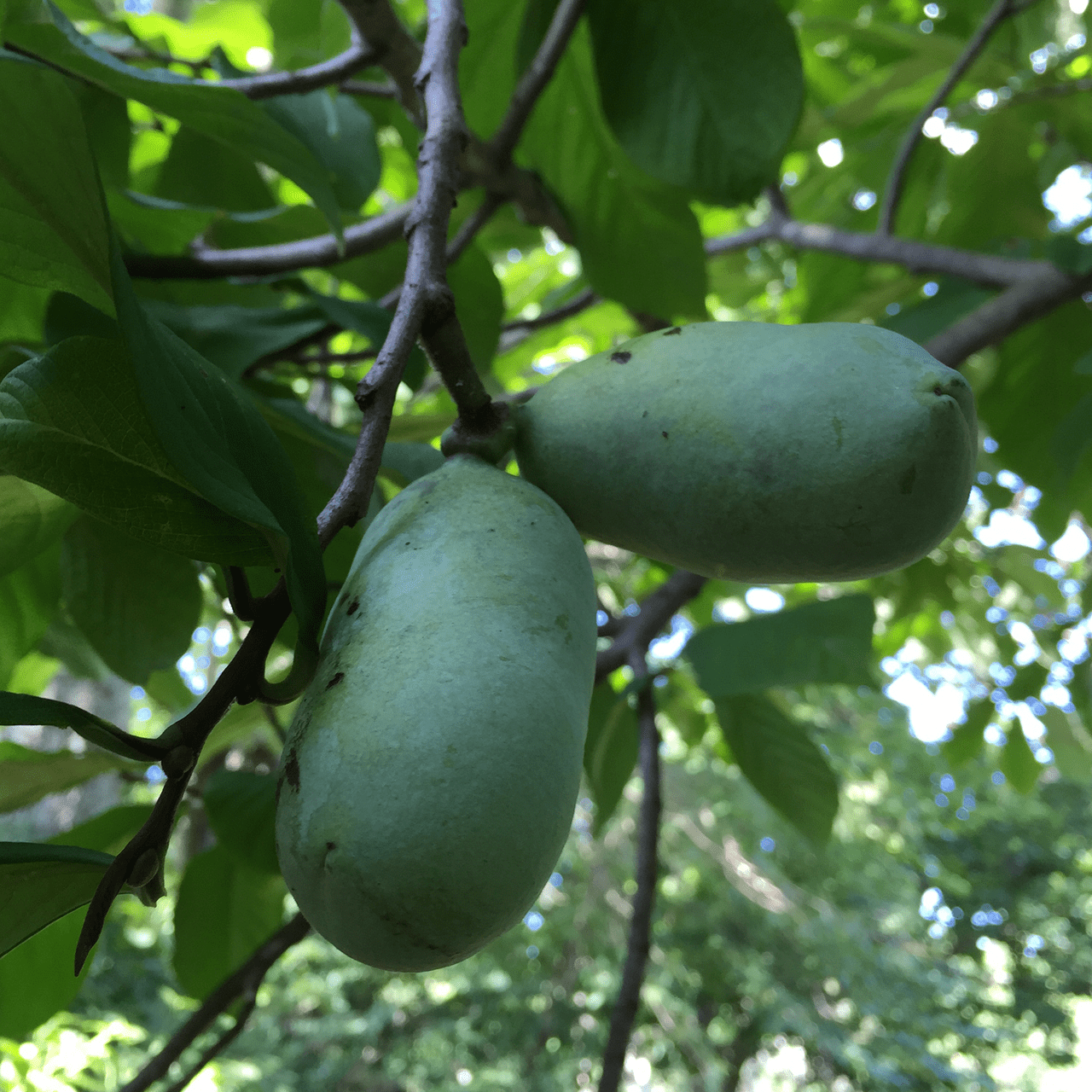 Bare Root Pawpaw (Asimina triloba) - Shop-orias