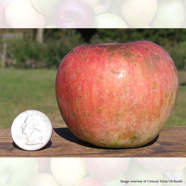 Bare Root Ralls Genet Apple Tree (Malus cv.) - Shop-orias