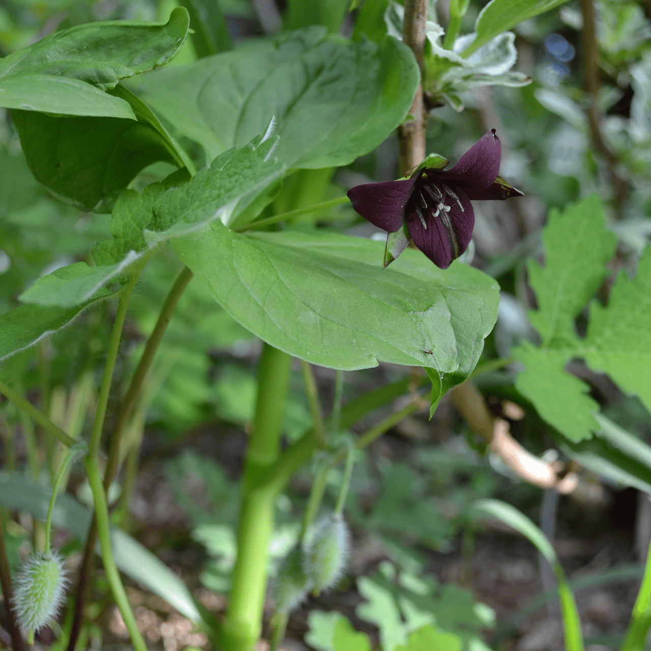 Bare Root Red Trillium, Wake - robin (Trillium erectum) - Shop-orias