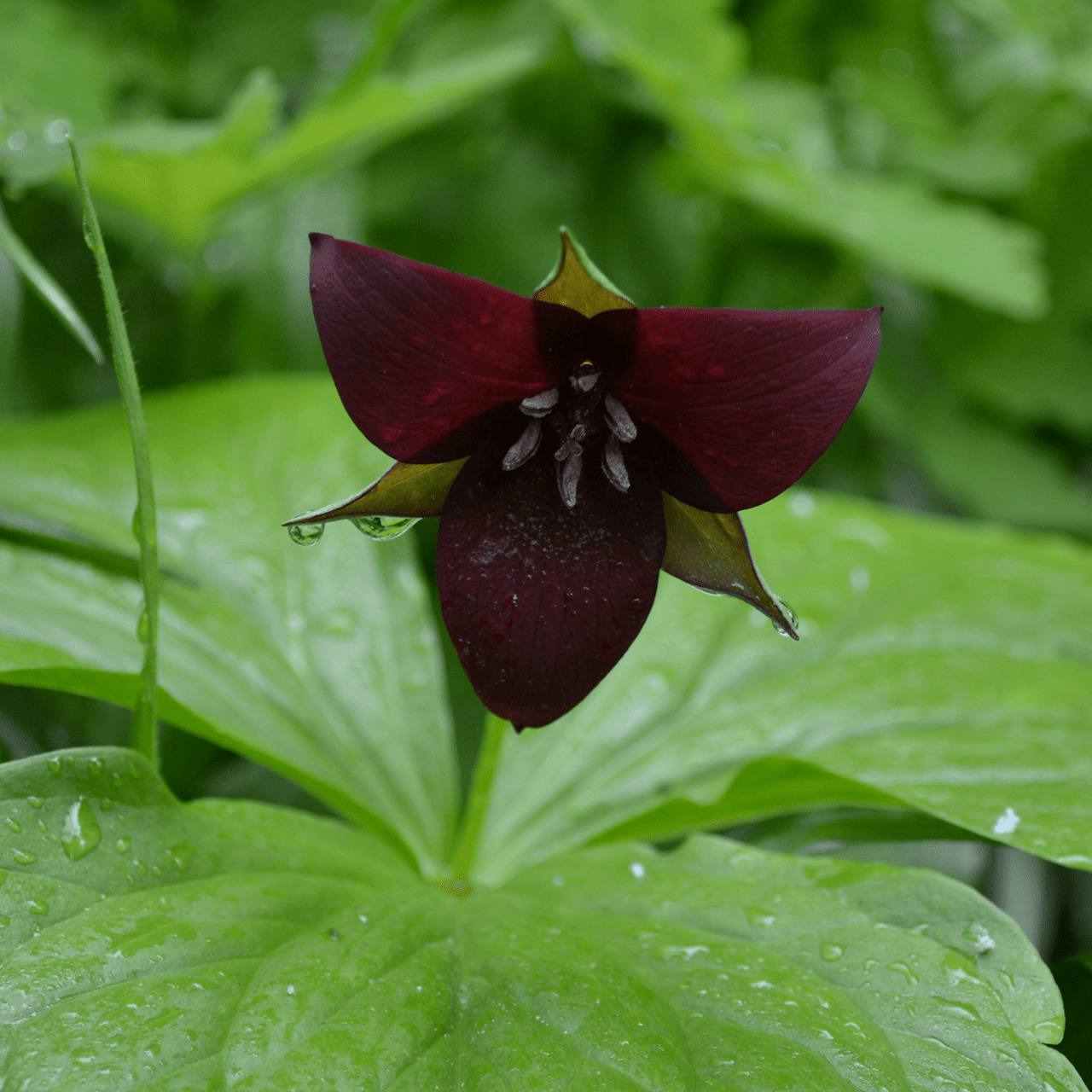 Bare Root Red Trillium, Wake - robin (Trillium erectum) - Shop-orias