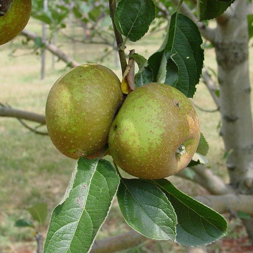 Bare Root Roxbury Russet Apple Tree (Malus cv.) - Shop-orias