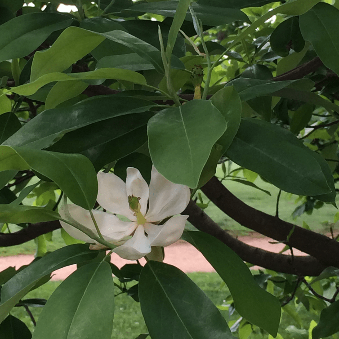 Bare Root Sweet Bay Magnolia (Magnolia virginiana) - Shop-orias