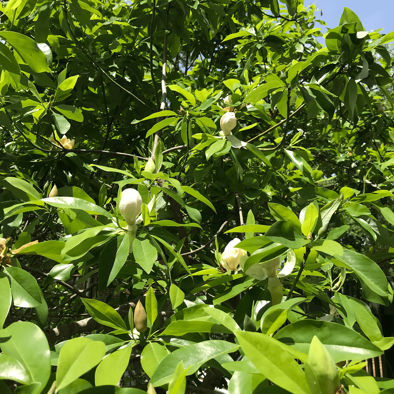 Bare Root Sweet Bay Magnolia (Magnolia virginiana) - Shop-orias