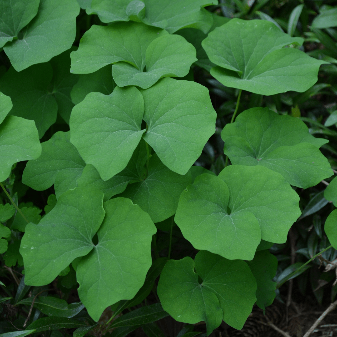 Bare Root Twinleaf (Jeffersonia diphylla) - Shop-orias