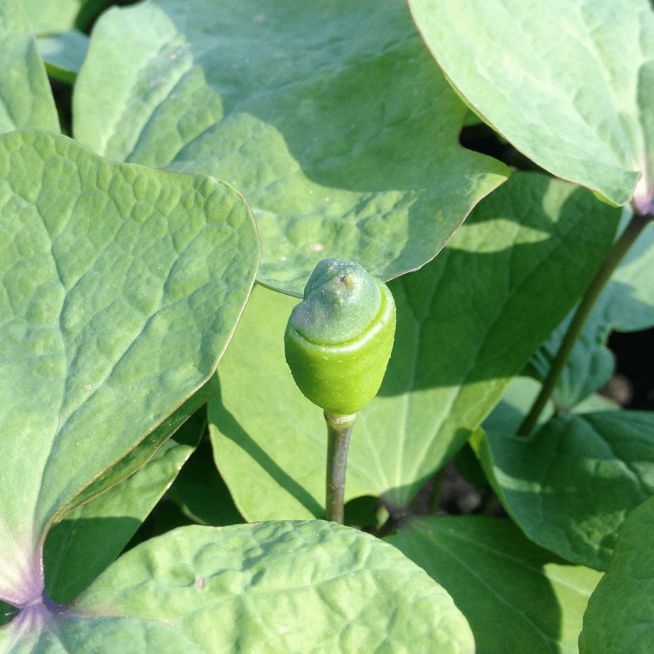 Bare Root Twinleaf (Jeffersonia diphylla) - Shop-orias