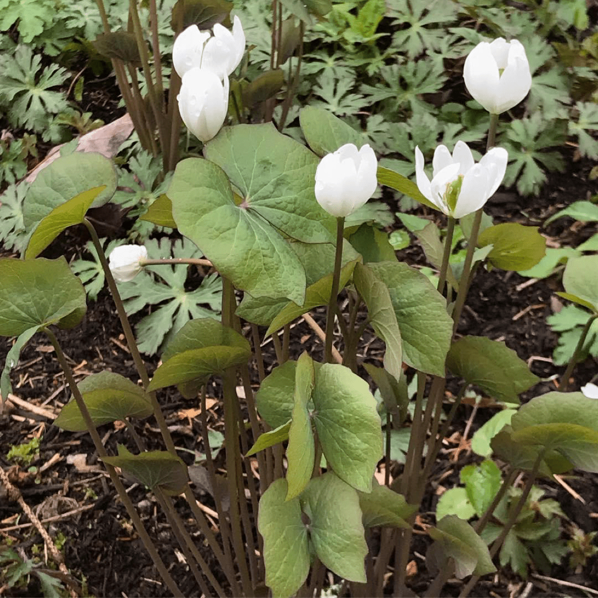 Bare Root Twinleaf (Jeffersonia diphylla) - Shop-orias