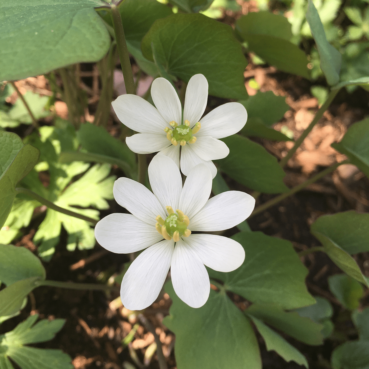 Bare Root Twinleaf (Jeffersonia diphylla) - Shop-orias