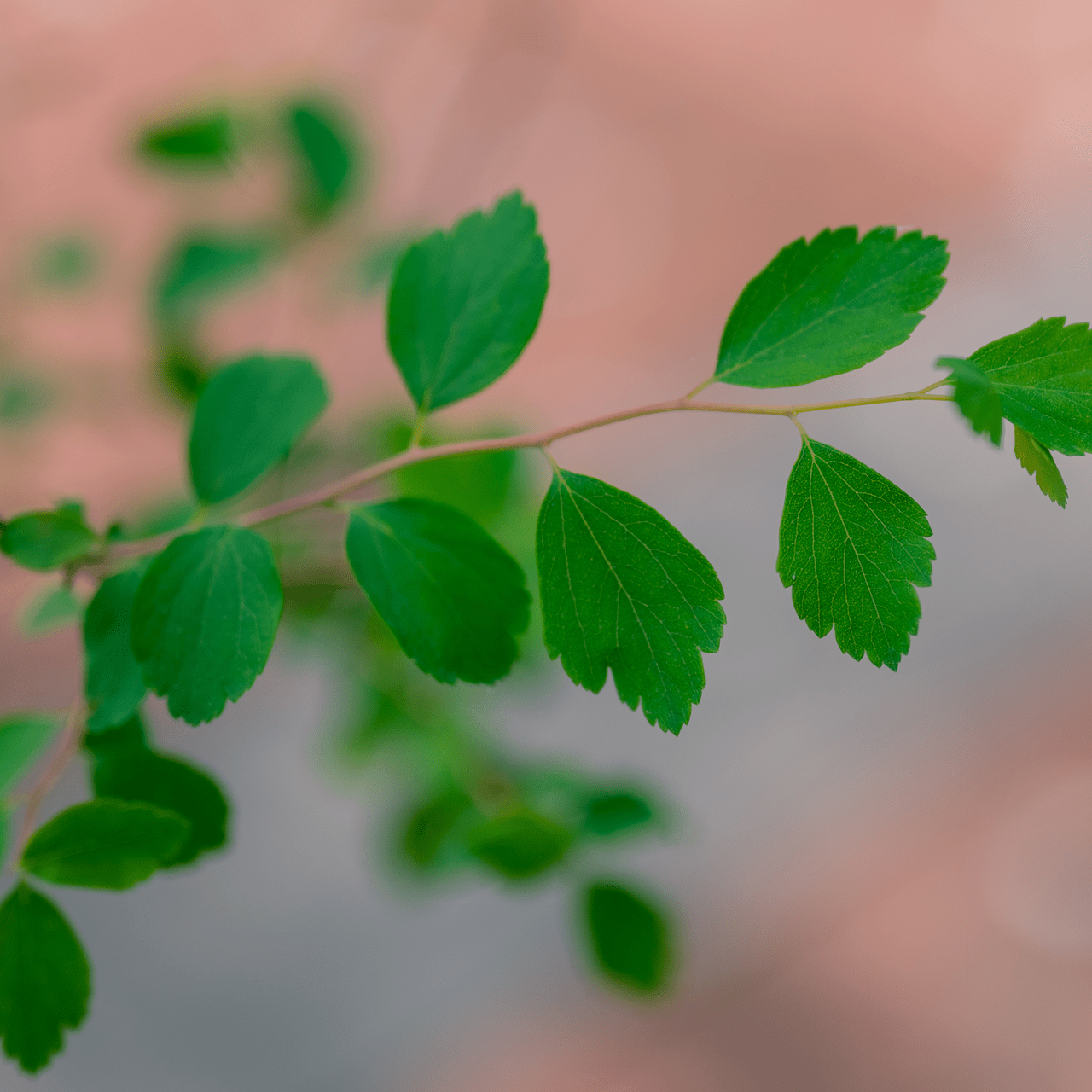 Bare Root Vanhoutte Spirea (Spiraea x vanhouttei) - Shop-orias