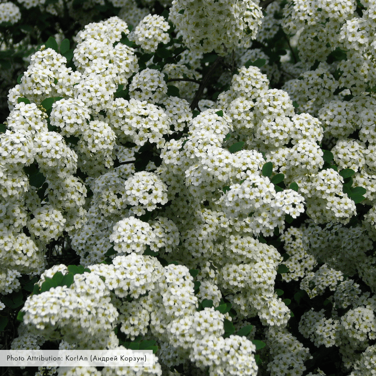 Bare Root Vanhoutte Spirea (Spiraea x vanhouttei) - Shop-orias