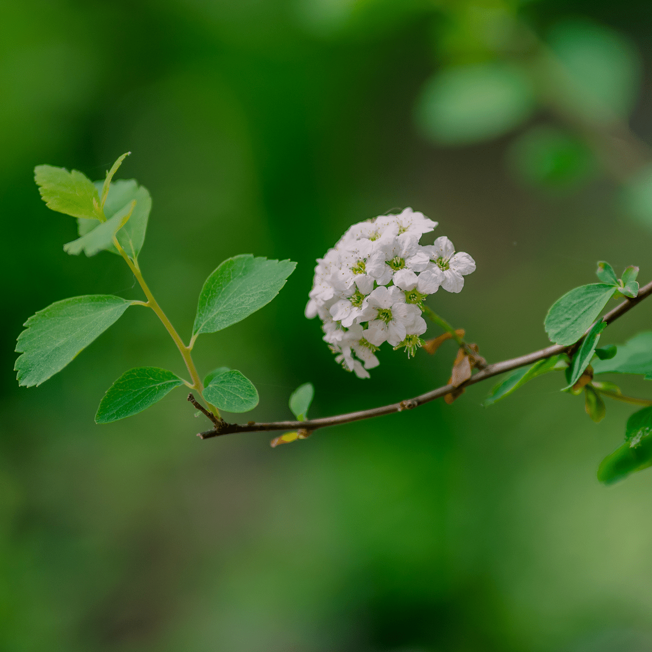 Bare Root Vanhoutte Spirea (Spiraea x vanhouttei) - Shop-orias