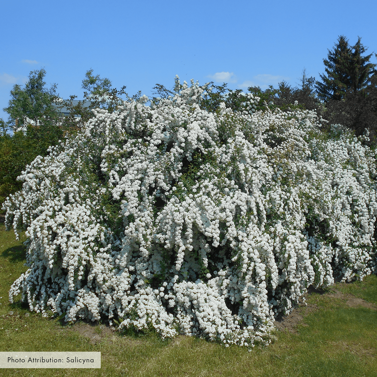 Bare Root Vanhoutte Spirea (Spiraea x vanhouttei) - Shop-orias
