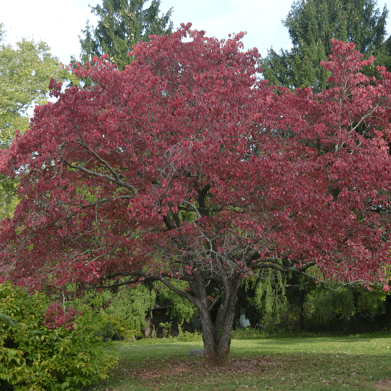 Bare Root White Flowering Dogwood (Cornus florida) - Shop-orias