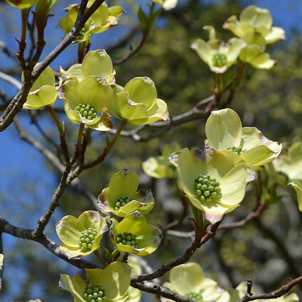Bare Root White Flowering Dogwood (Cornus florida) - Shop-orias