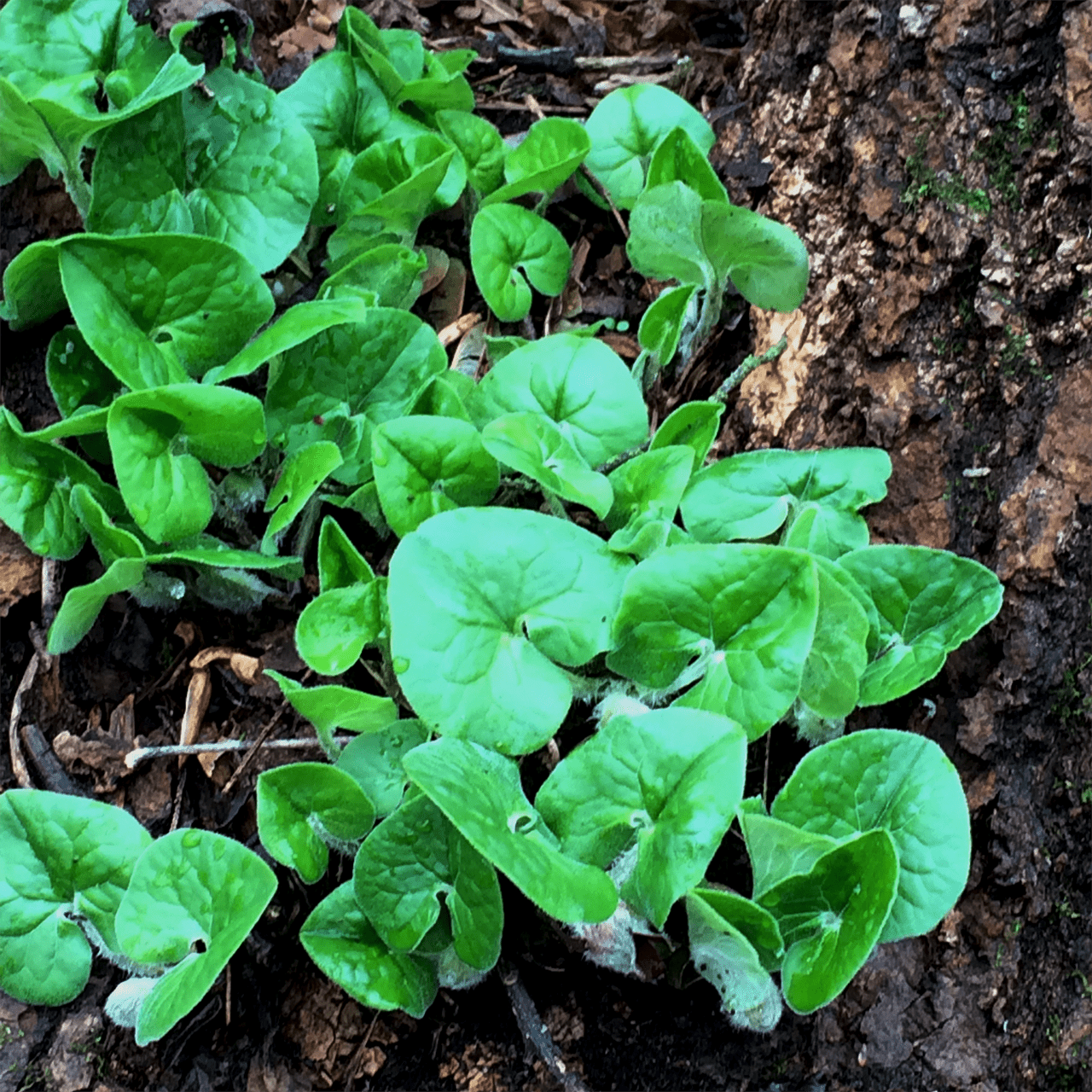 Bare Root Wild Ginger (Asarum canadense) - Shop-orias