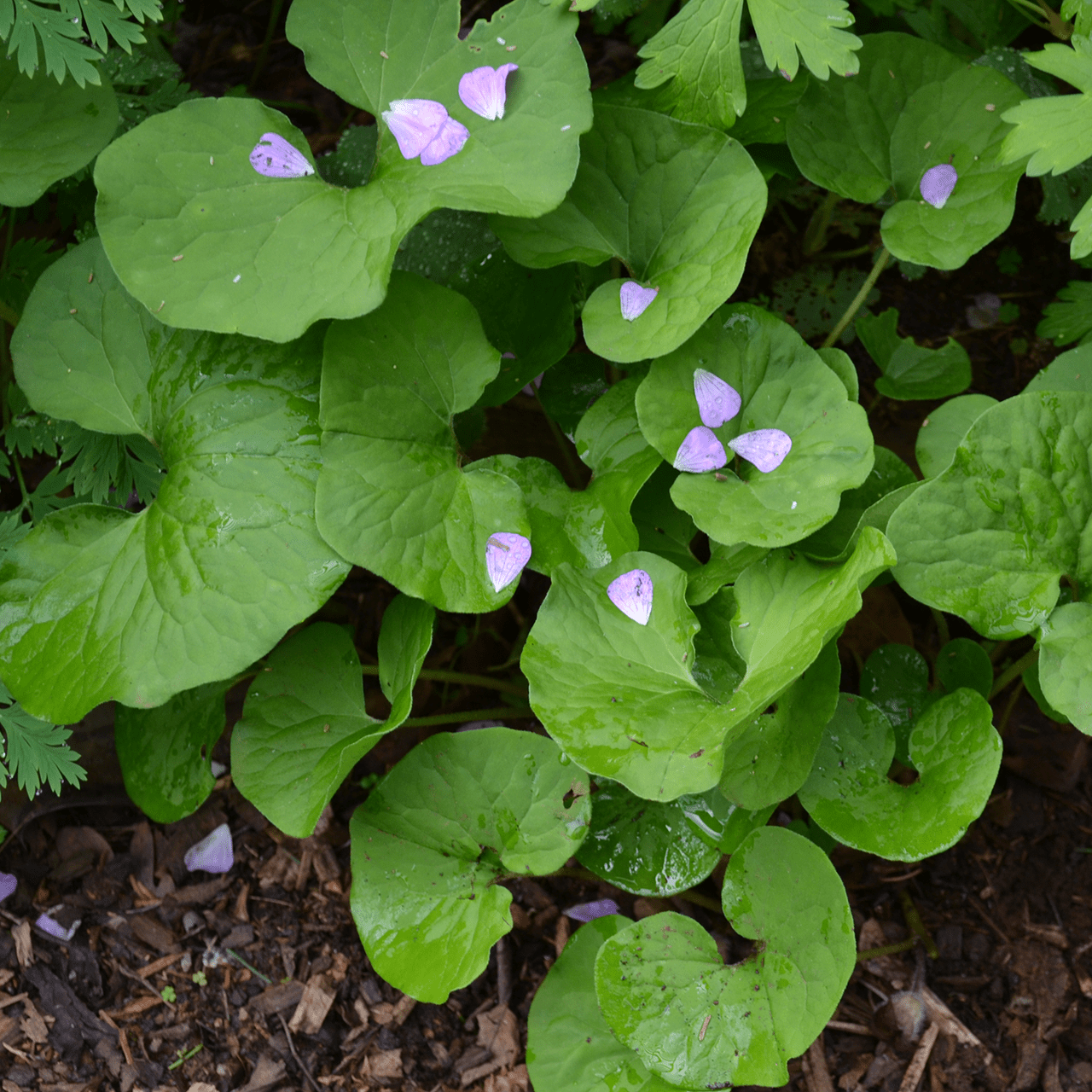 Bare Root Wild Ginger (Asarum canadense) - Shop-orias