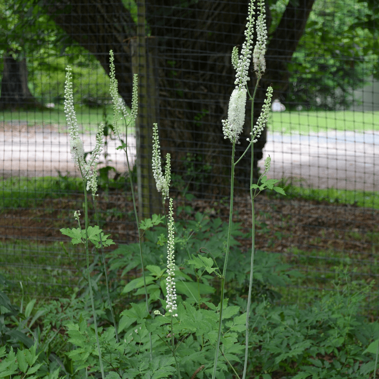 Black Cohosh; Snakeroot (Actaea racemosa) - Shop-orias