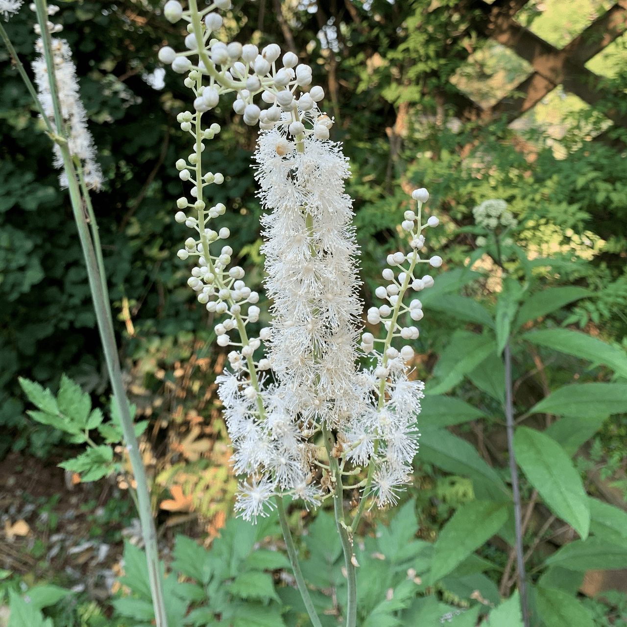 Black Cohosh; Snakeroot (Actaea racemosa) - Shop-orias