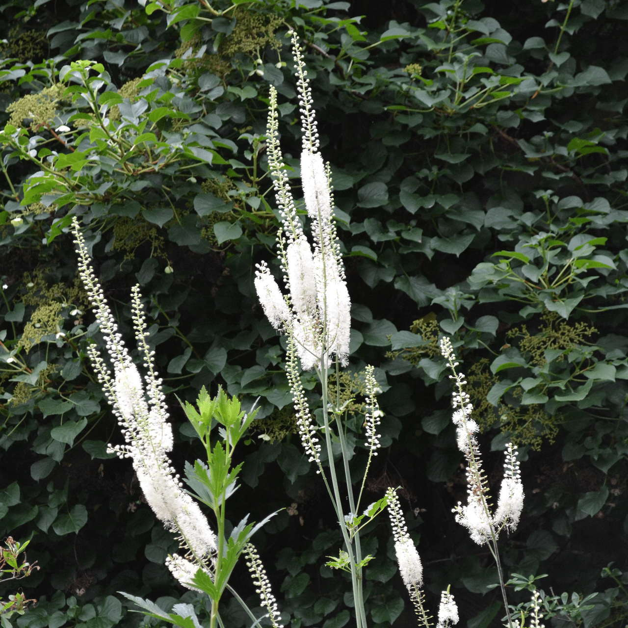 Black Cohosh; Snakeroot (Actaea racemosa) - Shop-orias