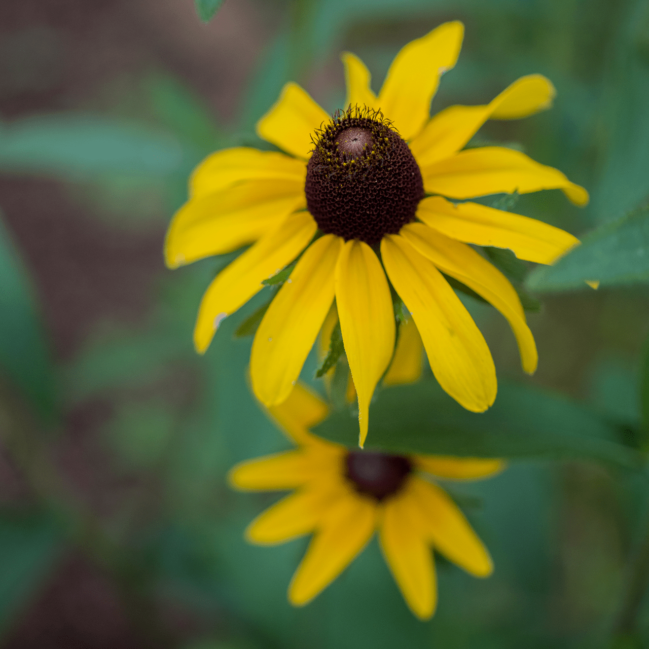 Black - eyed Susan Seeds (Rudbeckia hirta) - Shop-orias