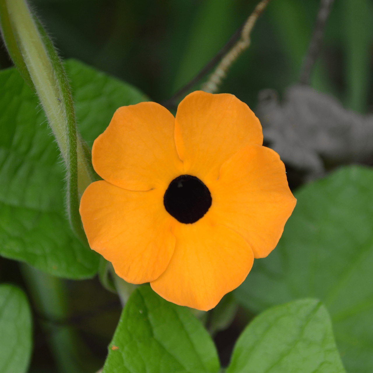Black Eyed Susan Vine Seeds (Thunbergia alata) - Shop-orias