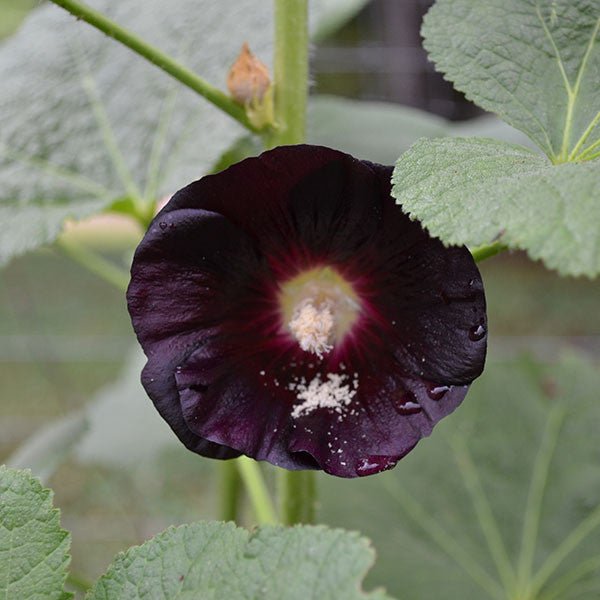 Black Hollyhock Seeds (Alcea rosea nigra) - Shop-orias