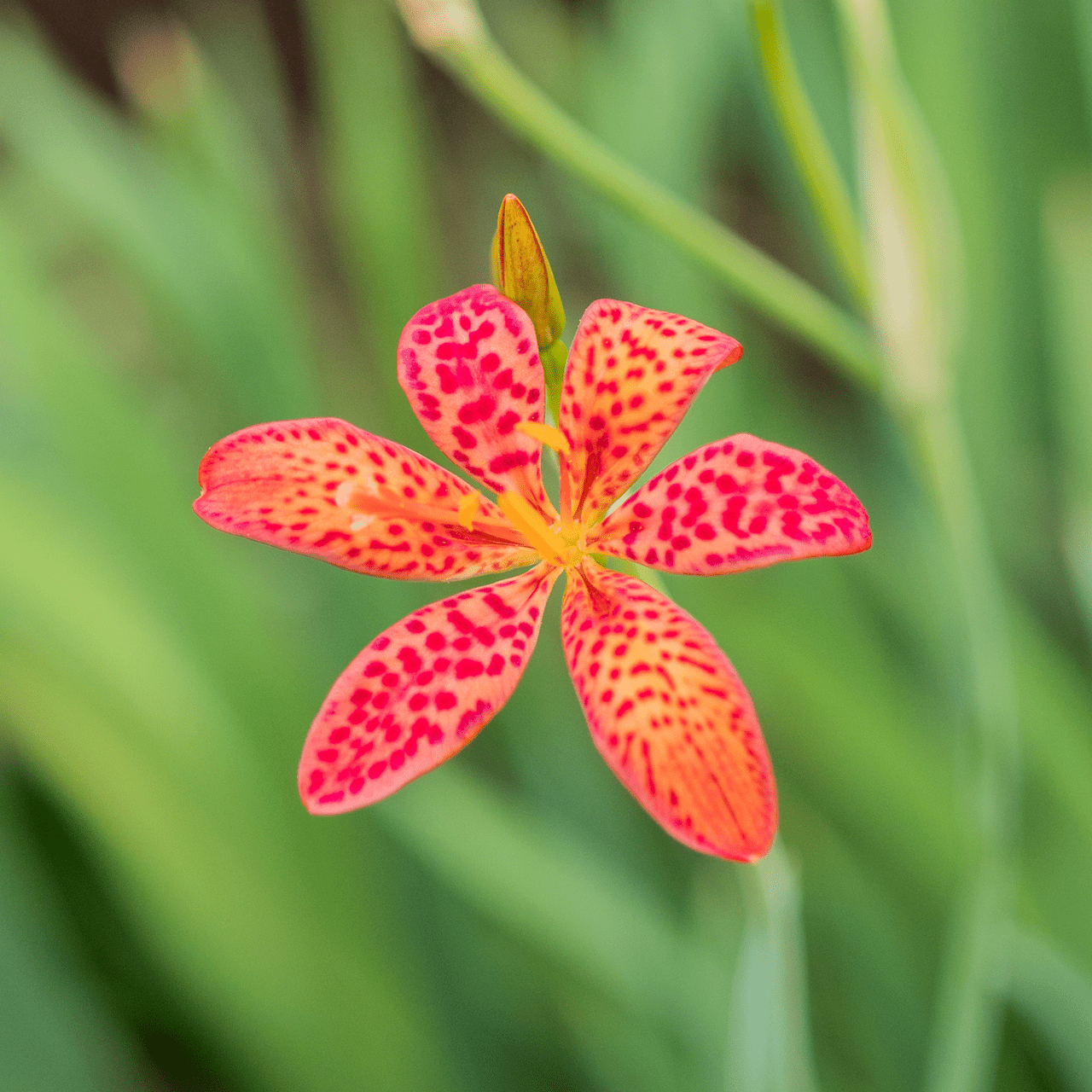 Blackberry Lily Seeds (Iris domestica) - Shop-orias