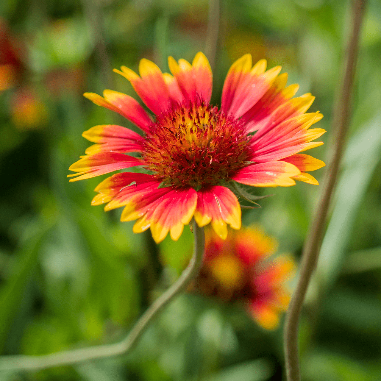 Blanket Flower Seeds (Gaillardia aristata) - Shop-orias