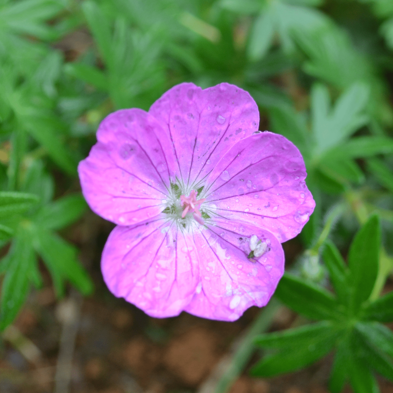 Bloody Geranium (Geranium sanguineum) - Shop-orias