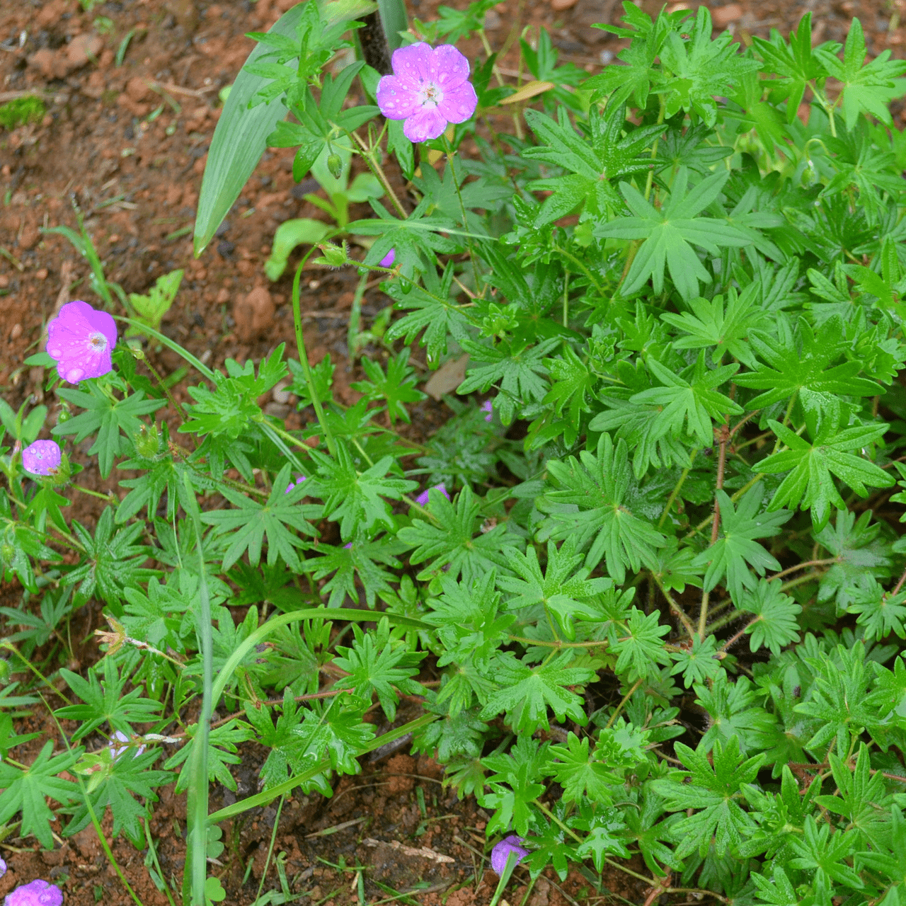 Bloody Geranium (Geranium sanguineum) - Shop-orias