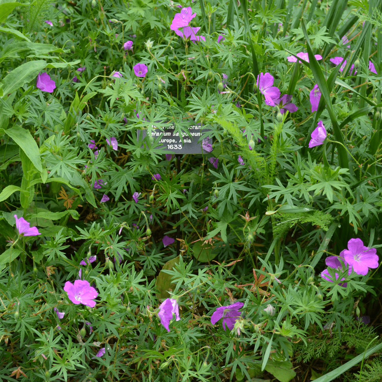 Bloody Geranium (Geranium sanguineum) - Shop-orias