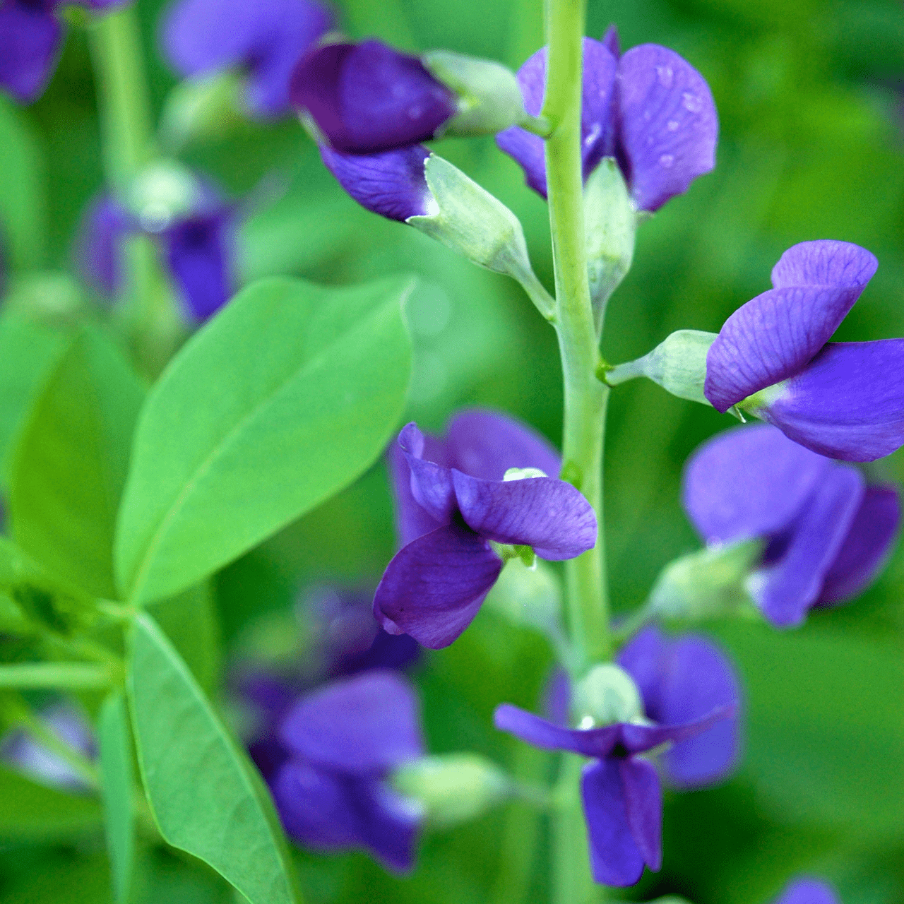 Blue False Indigo (Baptisia australis) - Shop-orias