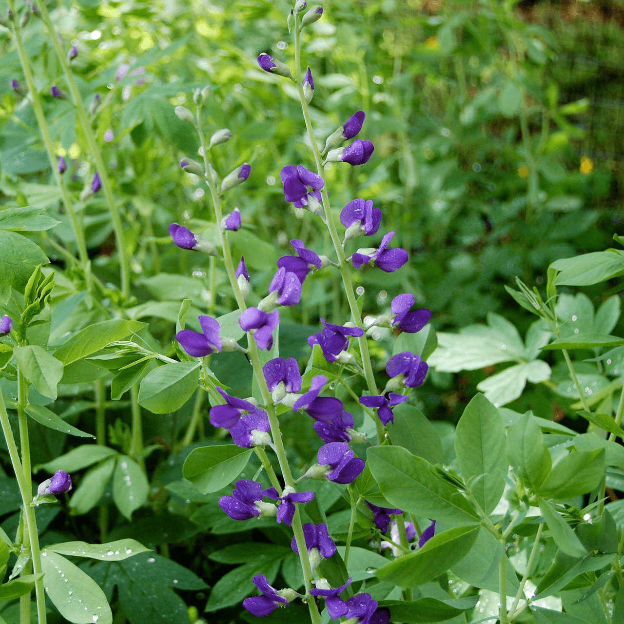 Blue False Indigo (Baptisia australis) - Shop-orias