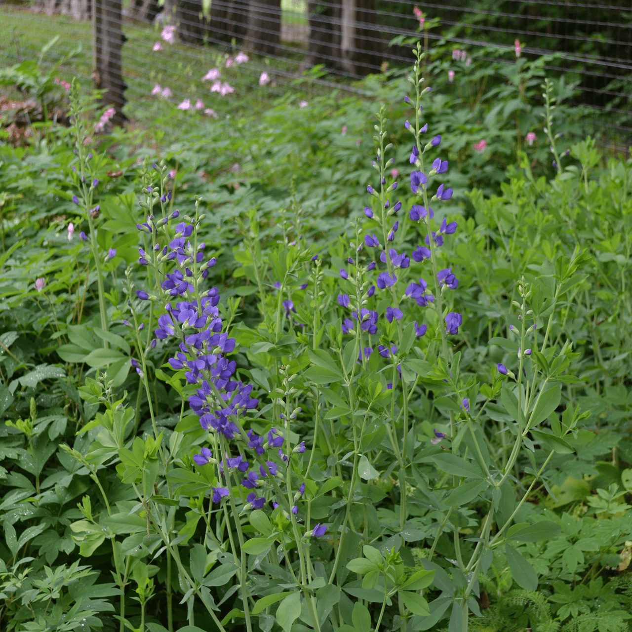 Blue False Indigo (Baptisia australis) - Shop-orias