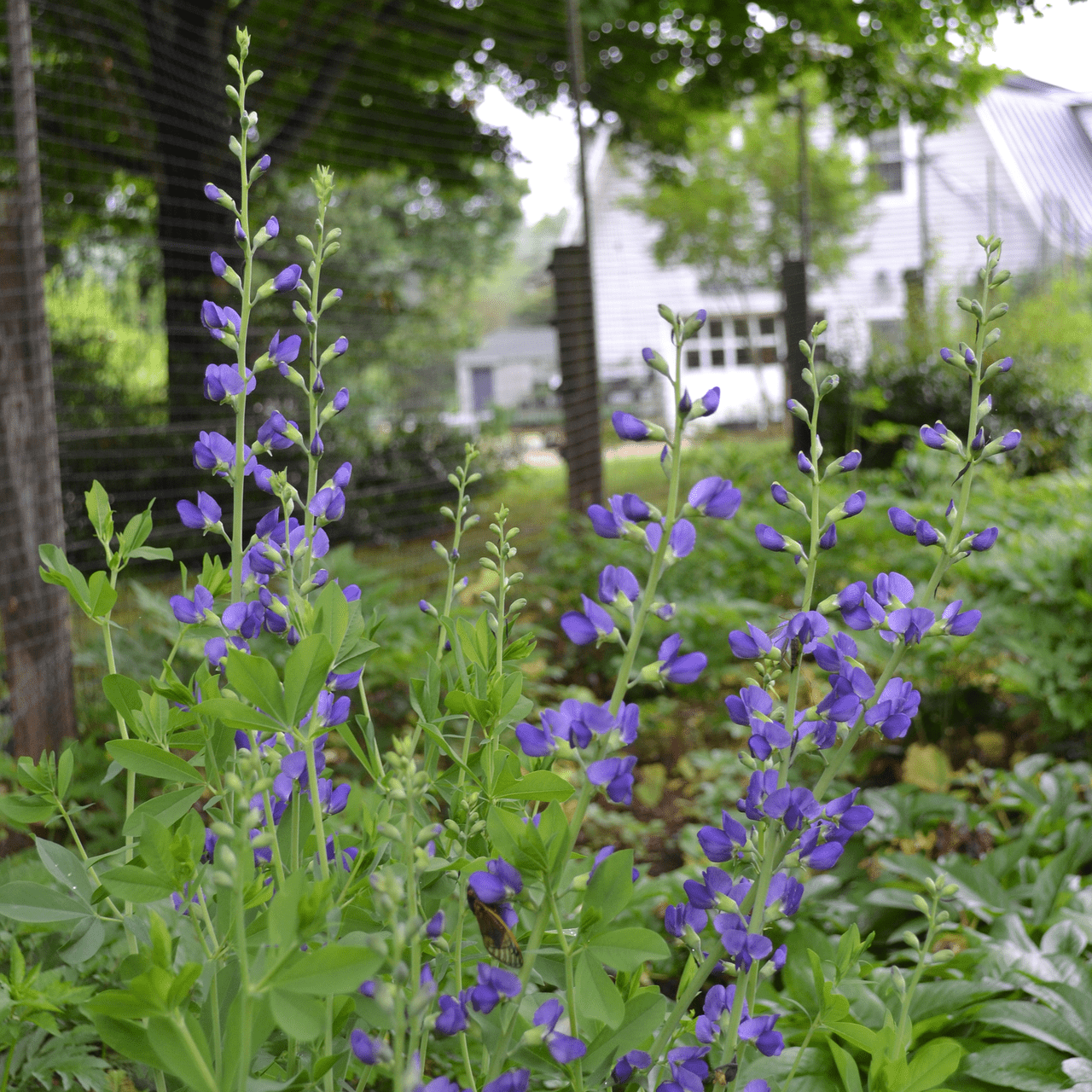 Blue False Indigo (Baptisia australis) - Shop-orias