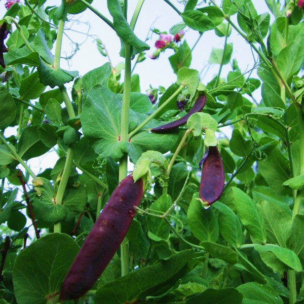 Blue - podded Capucijner Pea Seeds (Pisum sativum cv.) - Shop-orias