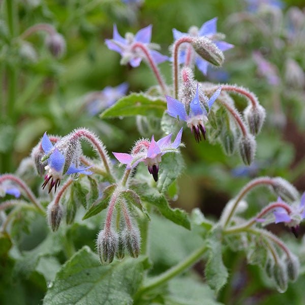 Borage Seeds (Borago officinalis) - Shop-orias