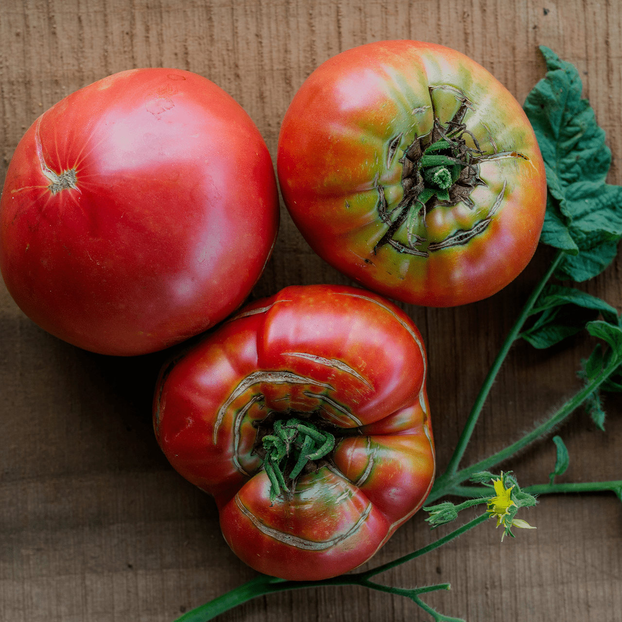 Brandywine Tomato Seeds (Solanum lycopersicum cv.) - Shop-orias