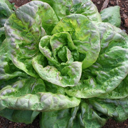 Brown Dutch Lettuce Seeds (Lactuca sativa cv.) - Shop-orias