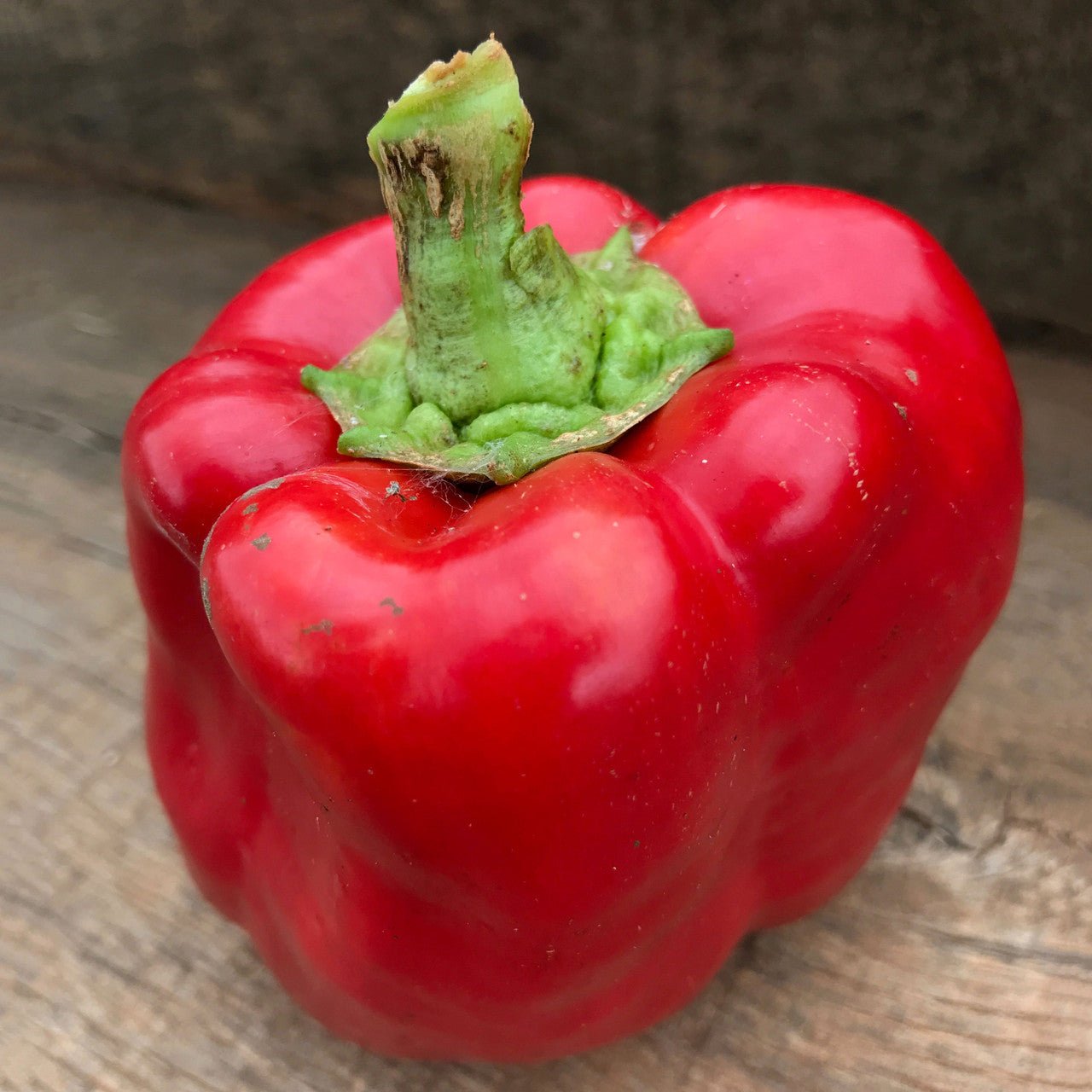 Bull Nose Pepper Seeds (Capsicum annuum var. annuum) - Shop-orias